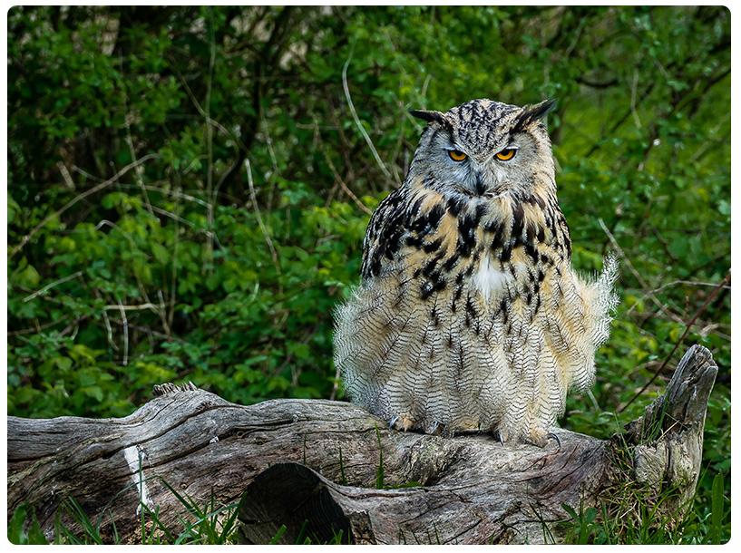 Zeldzame vogels