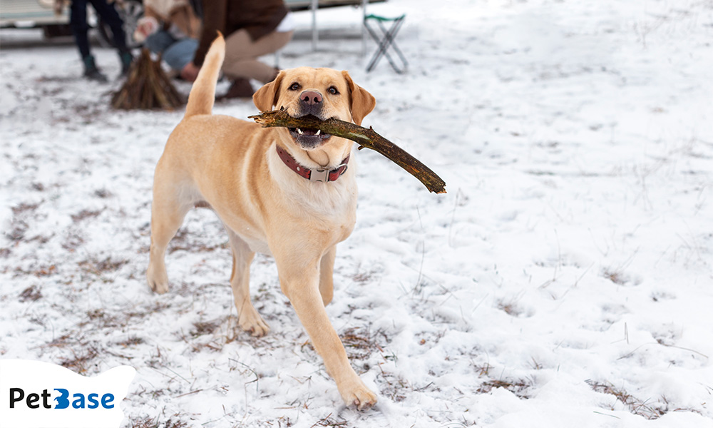 Strooizout honden katten