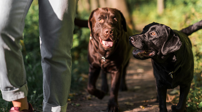 Dierenzorg wordt onderschat