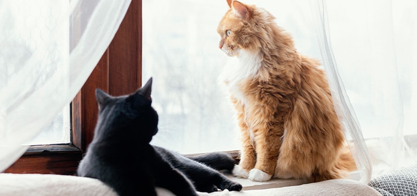 kat laten wennen aan nieuw huis