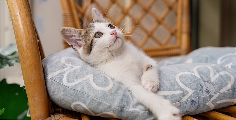 kat laten wennen aan nieuw huis