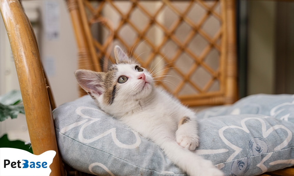 kat laten wennen aan nieuw huis