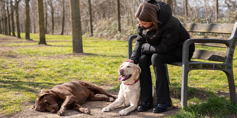 mooiste losloopgebieden Nederland honden