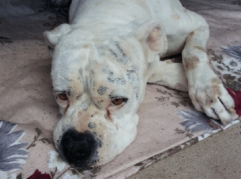 Bendes misbruiken honden voor bedelarij in Europese steden