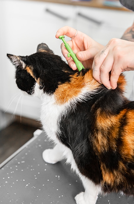 PetBase branded animal ID chips voor huisdieren - kat - hond, terugvindbaarheid.