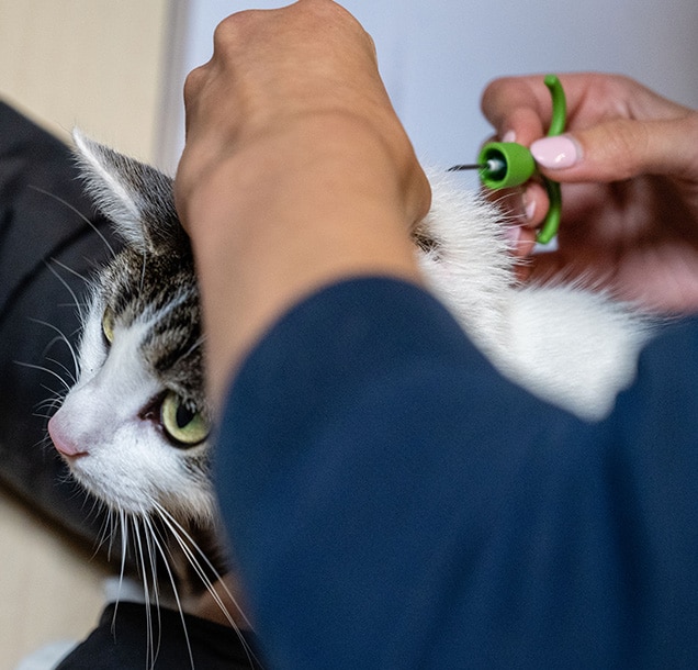 PetBase branded animal ID chips voor huisdieren - kat - hond, terugvindbaarheid.
