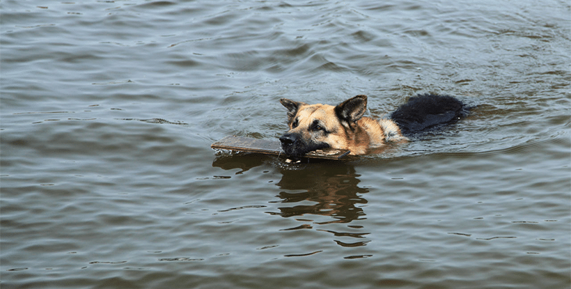 Hond zwemt in water - net als Amber in Poole harbour