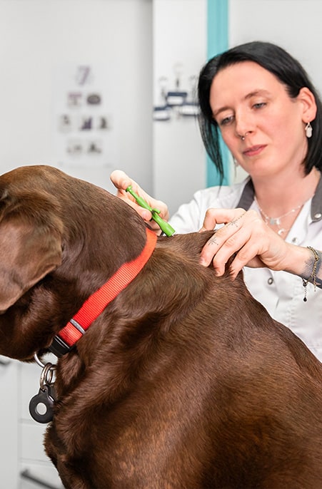 Hond wordt na het chippen in de dierenkliniek geregistreerd in databank PetBase
