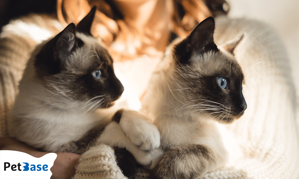 Twee Siamese katten met blauwe ogen kijken aandachtig naar elkaar bij warm licht