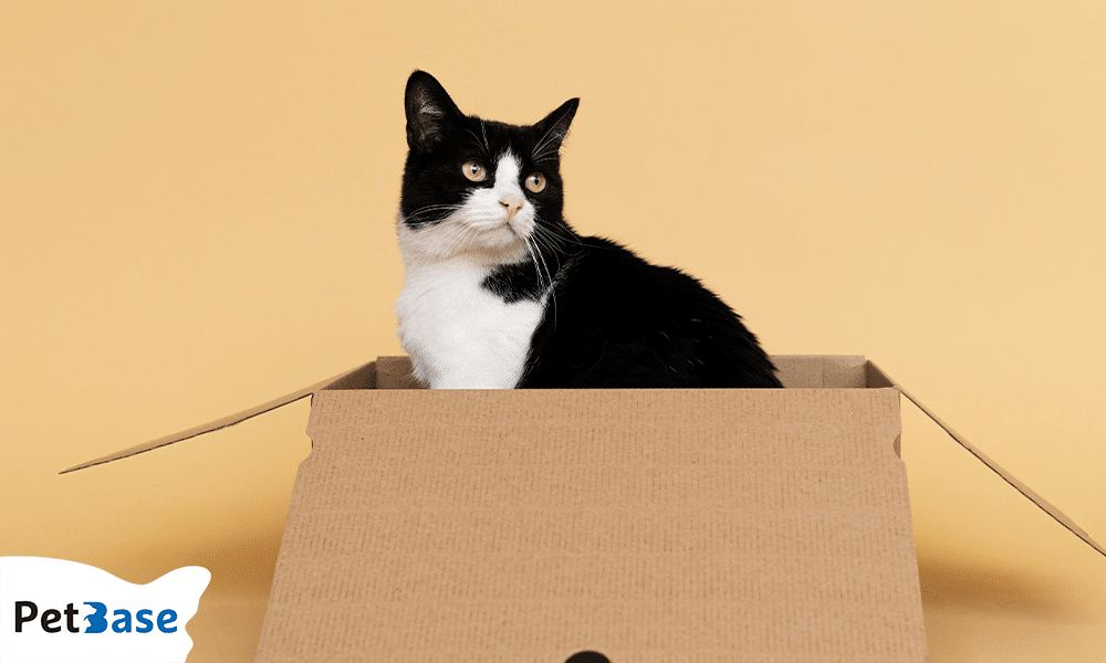 Zwart-witte kat zit nieuwsgierig in kartonnen doos tegen beige achtergrond
